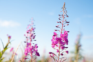 Beautiful violet pink blossoming fireweed flowers under bright blue sky during summer day