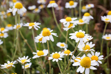 Fototapeta premium Beautiful chamomile flowers growing in field, closeup
