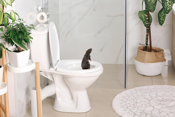 Rat on toilet bowl in light bathroom