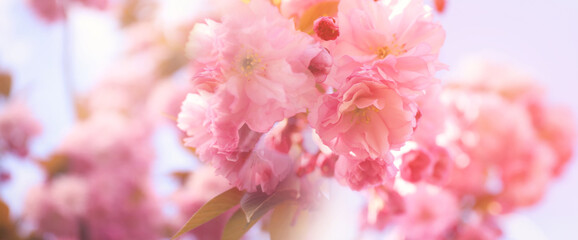 Closeup view of blossoming pink sakura tree outdoors, banner design. Springtime