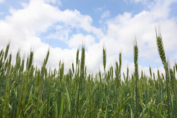 Agricultural field with ripening cereal crop under cloudy sky, closeup view