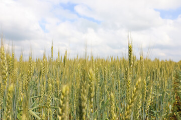 Agricultural field with ripening cereal crop under cloudy sky, closeup view