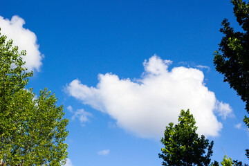 Blue sky with cloud and tree. Background of bright sun and a blue sky with clouds. The concept of hot and warming weather