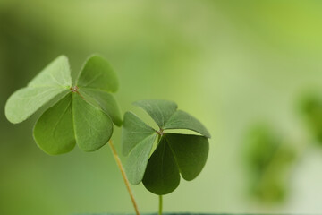 Clover leaves on blurred background, closeup. St. Patrick's Day symbol