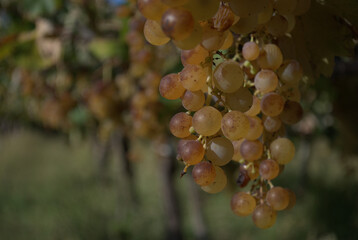 uva blanca grappe white  wine vino vid viñedo 