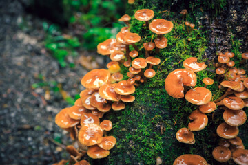 Mushrooms on the Tree, Silver Falls State Park, Oregon