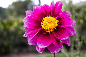 ADALIA FLOR