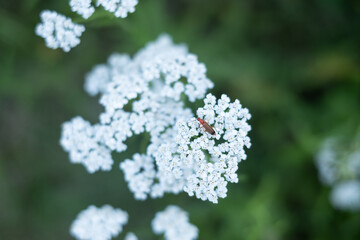 Little red insect on a white flower
