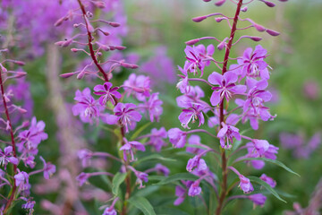 Fireweed close-up