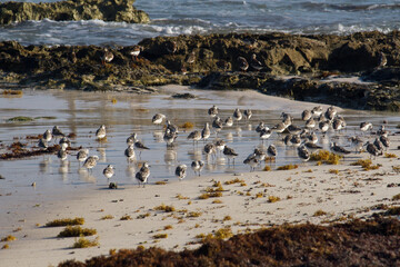 Fauna. Seabirds. Flock of Calidris alba, also known as Sanderlings, in the beach sand.
