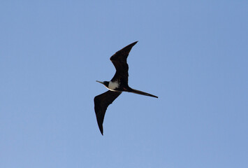 Wildlife. Seabirds. Closeup of a Fregate magnificens, also known as Magnificent Frigatebird, flying in the sky. 