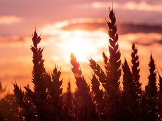 Zboże w zachodzącym słońcu. © Micha