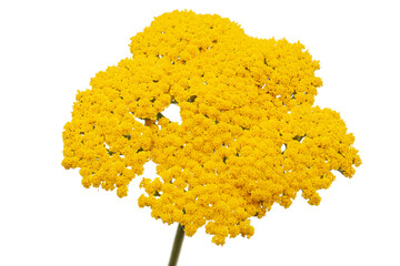 Yellow flowers of yarrow, lat. Achillea millefolium, isolated on white background © kostiuchenko