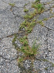 Plants and weeds growing through the cracks on an old asphalt driveway 