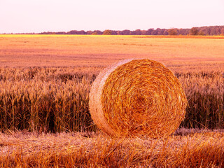 Bale na polu. © Michael Naszkiewicz