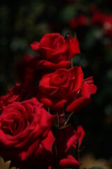 Dark Red Flower of Rose 'Kardinal' in Full Bloom
