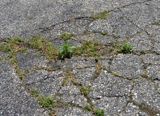 Plants and weeds growing through the cracks on an old asphalt driveway 