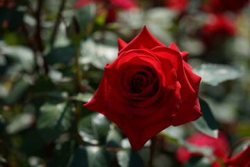 Dark Red Flower of Rose 'Kardinal' in Full Bloom
