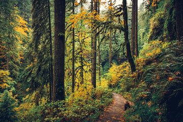 Autumn Forest, Silver Falls State Park, Oregon - obrazy, fototapety, plakaty