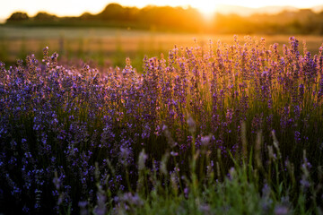 Fototapeta premium Sunset over a violet lavender field in Romania