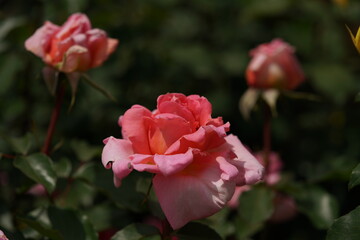 Light Pink Flower of Rose 'Kasumi' in Full Bloom
