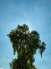 Tree and Sun