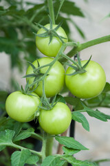 Strauchtomate grün und unreif,  
Tomaten wachsen im Garten
