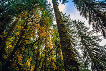 Autumn Forest, Silver Falls State Park, Oregon