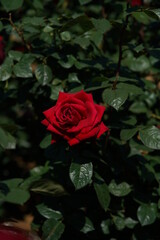 Red Flower of Rose 'Konrad Henkel' in Full Bloom
