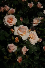 Obraz na płótnie Canvas Light Apricot Flower of Rose 'Kotone' in Full Bloom 