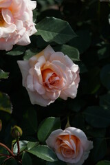 Light Apricot Flower of Rose 'Kotone' in Full Bloom

