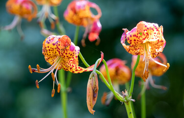 Leopard lilies by the lake at the Leckford Estate, Longstock, Hampshire UK