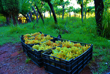 uva blanca grappe white vino viñedo vid 