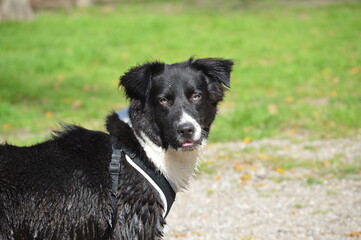 border collie dog