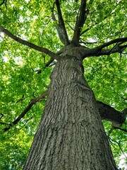 Naklejka premium Oak tree 