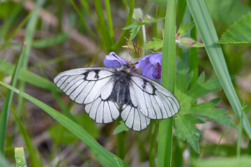 チシマフウロの吸蜜をするヒメウスバシロチョウ（北海道・知床）