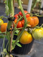 tomatoes on the vine