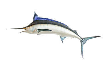 Mounted Blue Marlin isolated against a white background