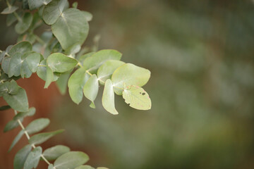 Close up image of leaves of Cider Gum ( Apple Eucalyptus) tree