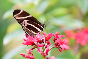 Beautiful butterfly sitting on the flower 