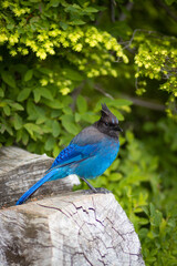 blue bird on a branch