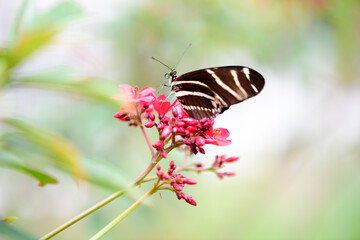 Beautiful butterfly sitting on the flower 
