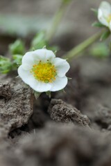 white flower