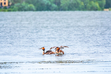 Two waterfowl birds Great Crested Grebes swim in the lake
