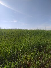 green field and blue sky
