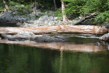 Beauty in the Smokies