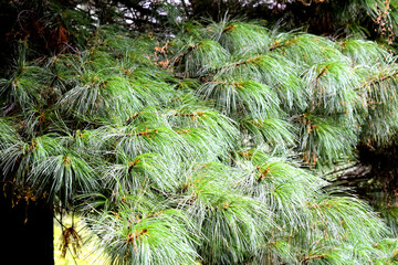 Dense cedar needles. Evergreen cedar. Coniferous forest. Siberia. Wild nature. Summer.