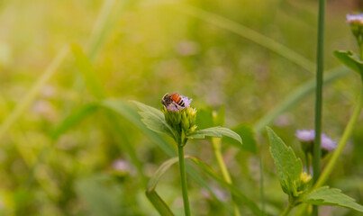 Bee eating nectar from flowers Natural blurred background.