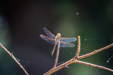 A large dragonfly sits on a branch on a blurry green background.