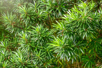 Yew branches with fresh green leaves. Taxus baccata, English yew, European yew.